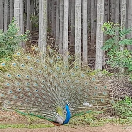 Shi'S Shambhavi Homestay -On The Way To Isha, Maruthamalai Коимбатур Экстерьер фото